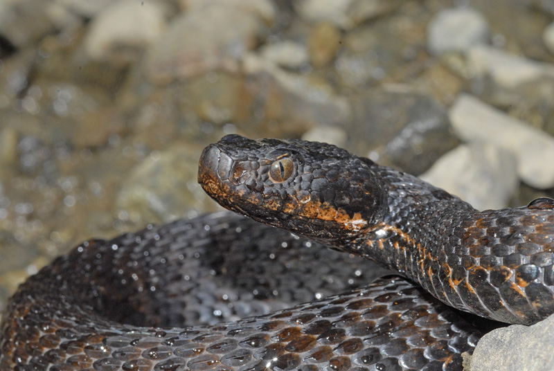 Vipera aspis atra melanotica della Val d''Aosta